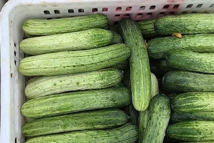 黄瓜用什么肥料产量高