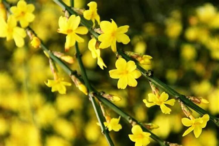 迎春花施肥方法,用什么肥好