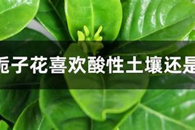 栀子花怎么养？