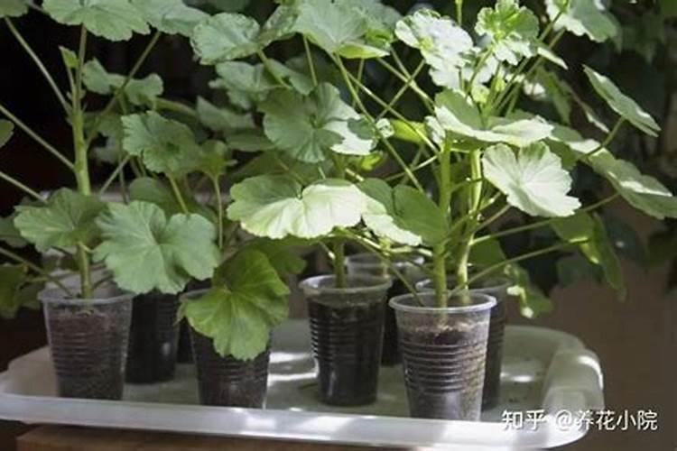 硬质扦插:插穗刚发牙,可以喷施叶面肥吗？