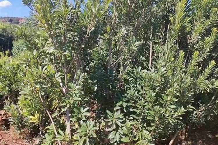 杨梅树成年树该怎样施肥？