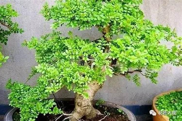 对节白蜡种植技术