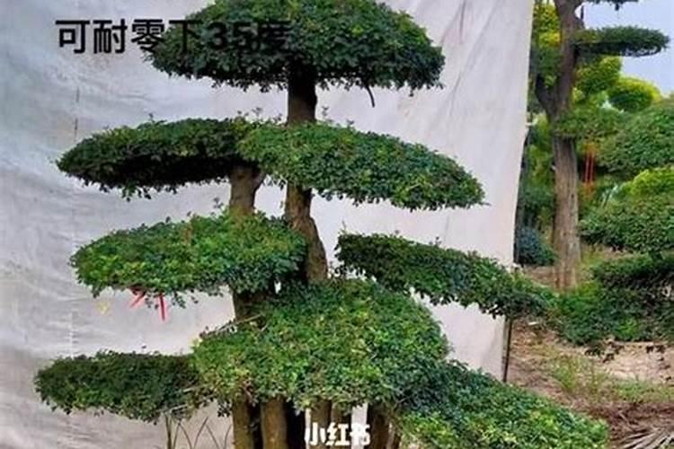 对节白蜡需要什么肥