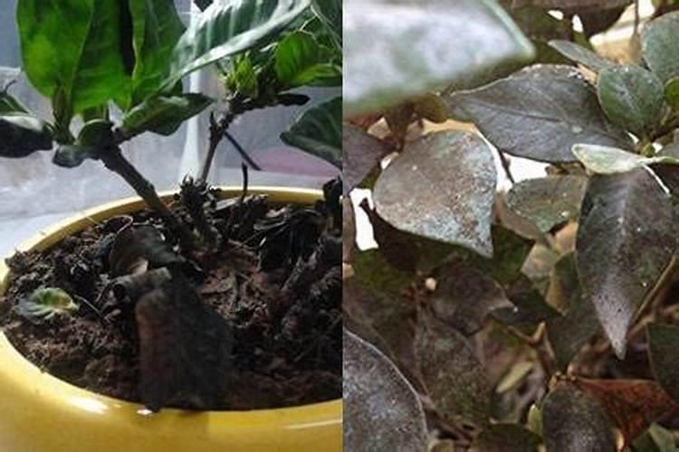 栀子花叶子发黑怎么办,分析原因及时处理