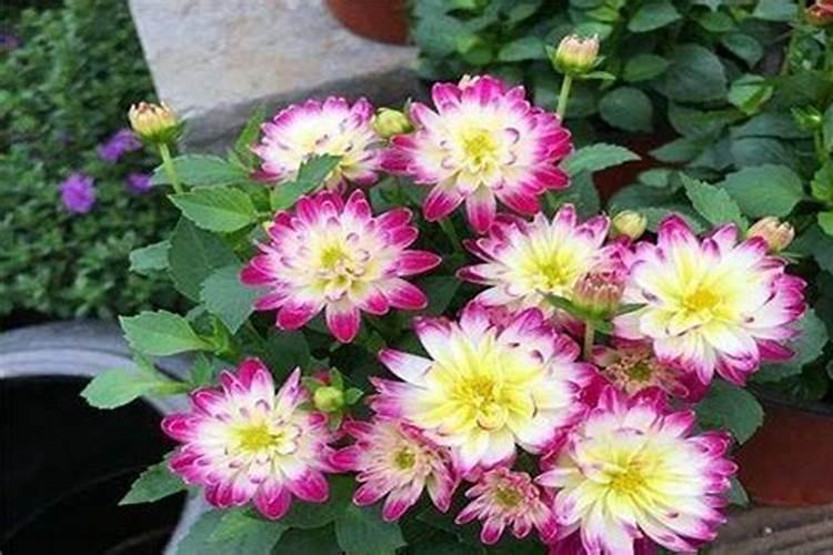 小丽花的养殖方法和注意事项