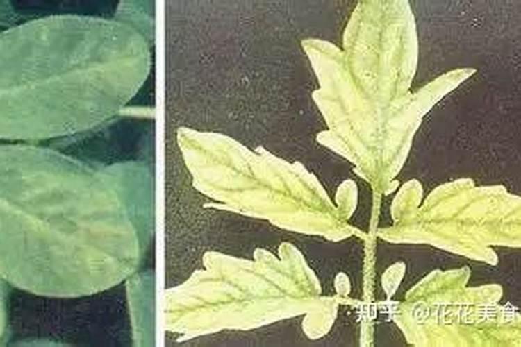 怎样确定板栗的施肥量