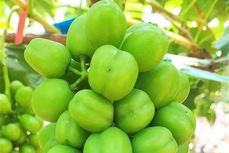 种植阳光玫瑰葡萄时,需要施什么肥呢？