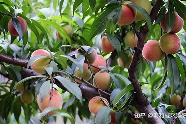 桃树施什么肥料最好
