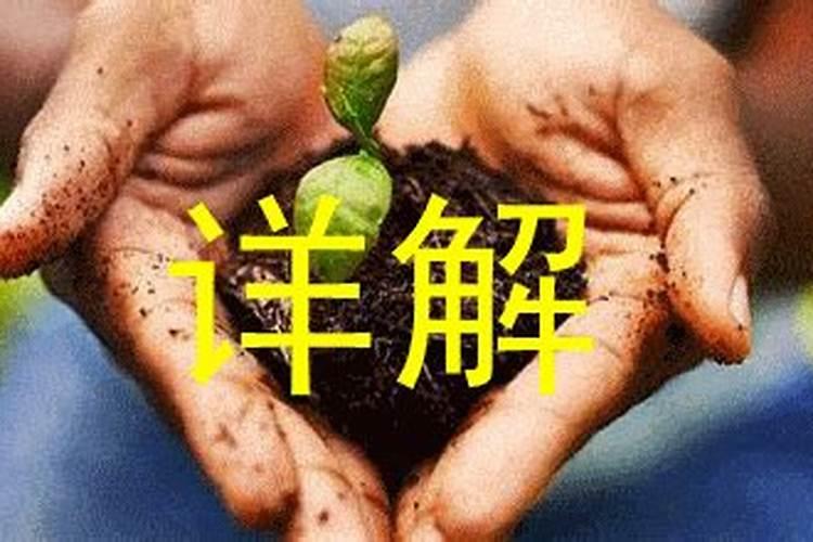 杨梅树幼年树怎么施肥？