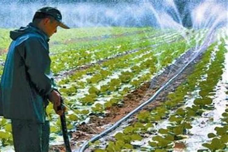 小白菜出芽后几天浇肥 可以施复合肥吗