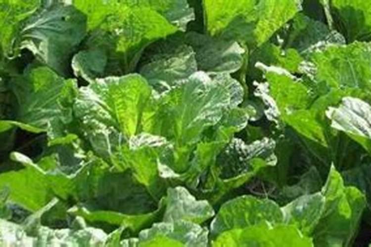 白菜出苗后怎样治虫子,白菜出苗后多久可以施肥