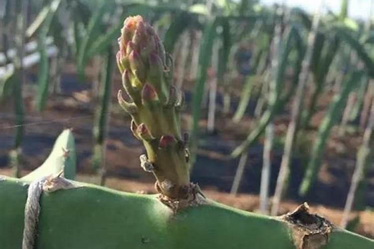 火龙果发芽后怎么养护？养护得当让你的火龙果爆盆结果!
