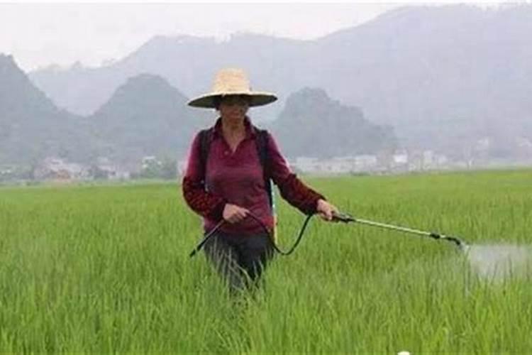 打草药多久不怕雨