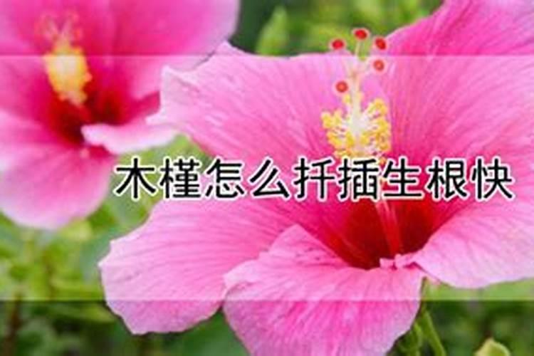 盆栽木槿施什么肥