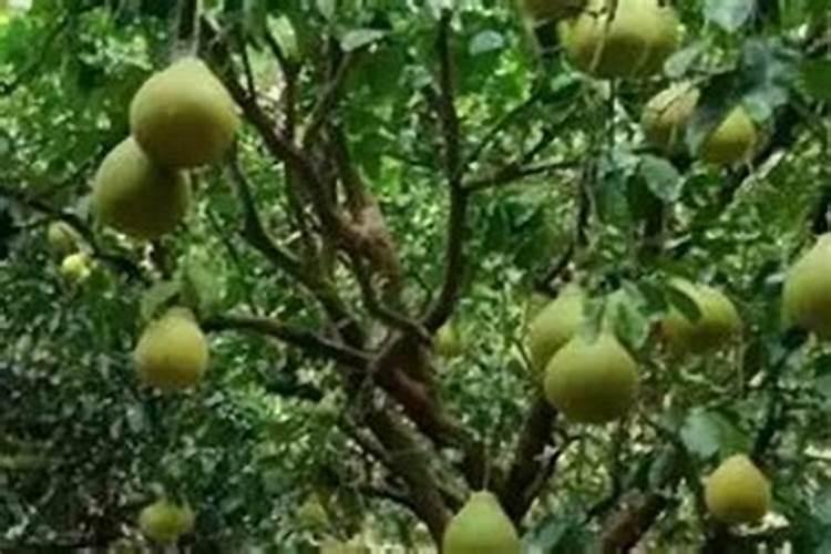 果树亩施多少肥合适