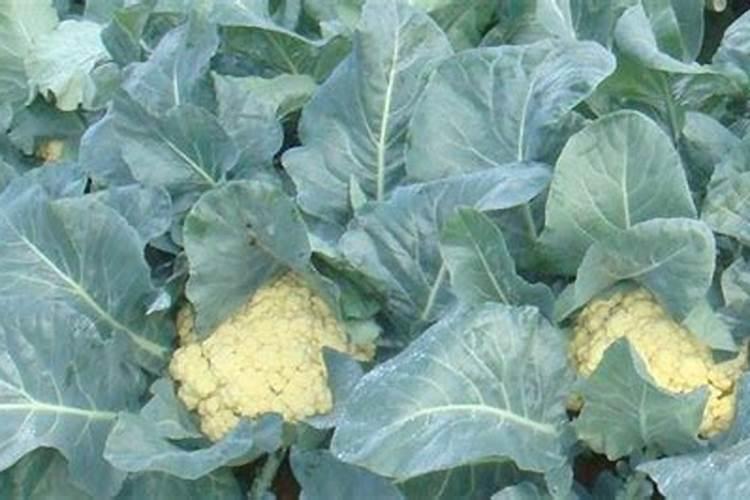 菜花什么时间施肥好？