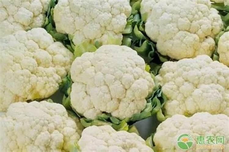 菜花从播种到发芽多少天出苗？