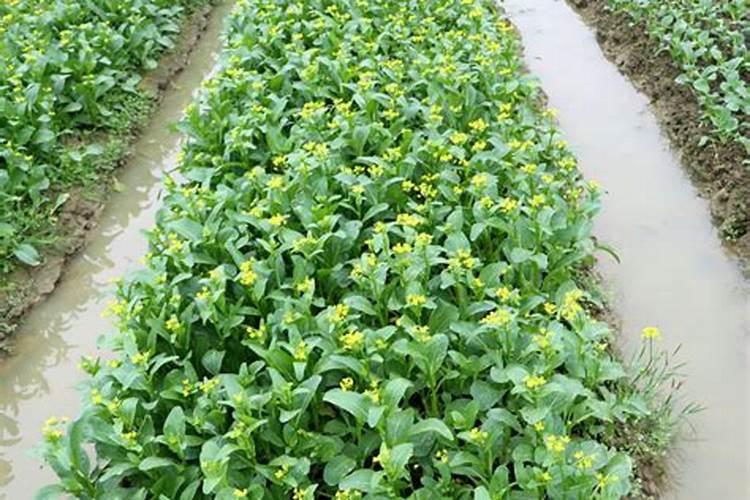 菜心施肥方法及注意事项 菜心施肥需要注意的地方