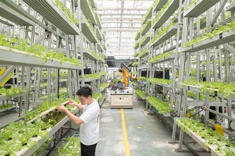 种菜用什么肥料最好