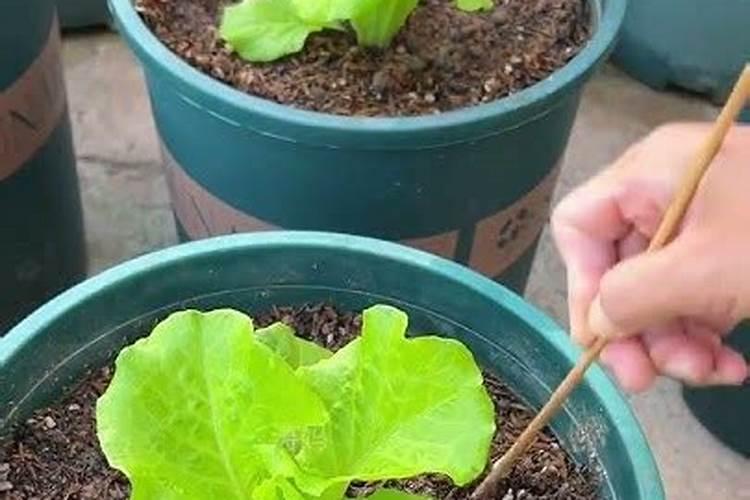 菜园子种植黄瓜,不用化学肥怎么才能高产？