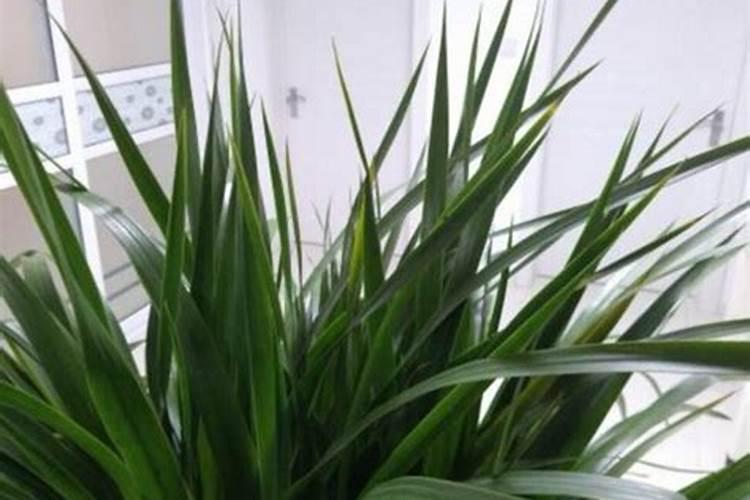 龙血树什么季节施肥