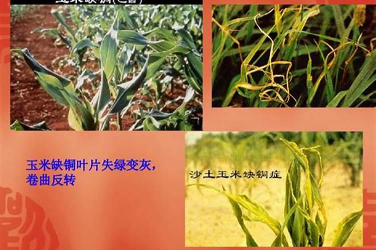 施用过量的话那就是好心办坏事,番茄作物受到肥害怎样快速恢复？