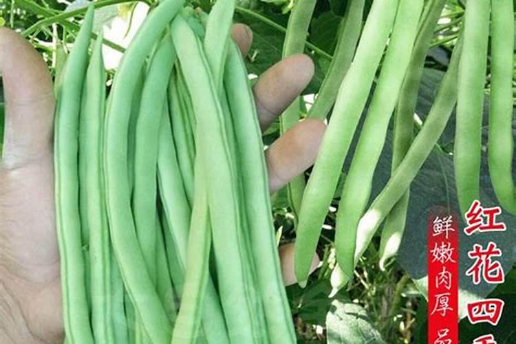 四季豆用什么肥料好