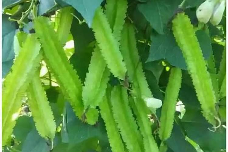 四棱豆种植技术