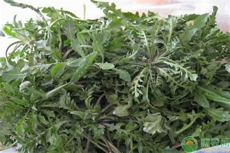 如果种植孔雀菜,是否先要对这片土壤进行施肥？