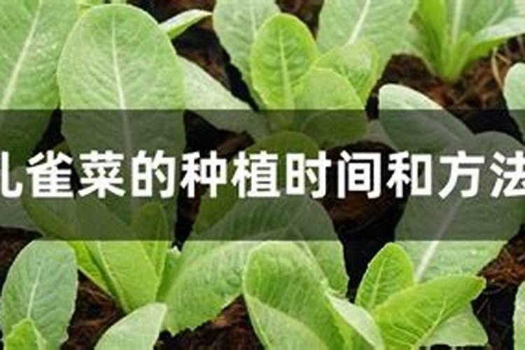 孔雀菜的种植时间和方法