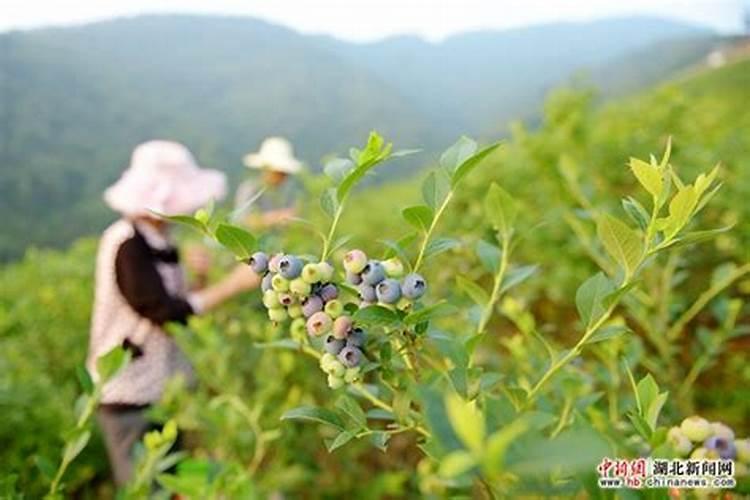 栽葱时不小心用了过多的炕洞灰,这该咋整？