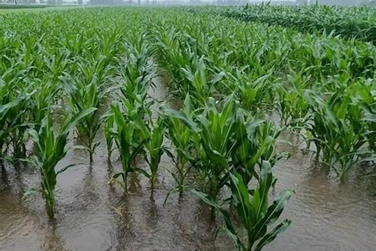 在人类中最易吸收的药物是