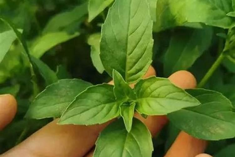 黄芩用什么除草剂？
