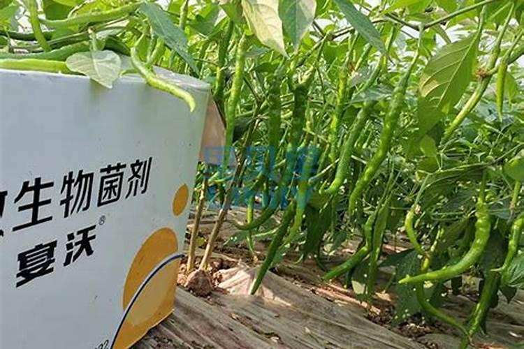 辣椒苗喷什么生根快
