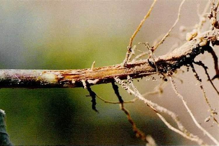 大豆黄叶病用什么药效果好