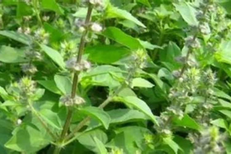 荆芥用什么肥料好,如何施肥请问盆栽大叶荆芥开花后需要施肥吗施什么肥...