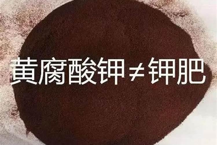 大叶黄杨市场行情怎么样？栽植需要注意什么？