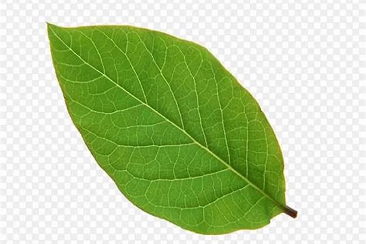 泰国青柚的种植技术