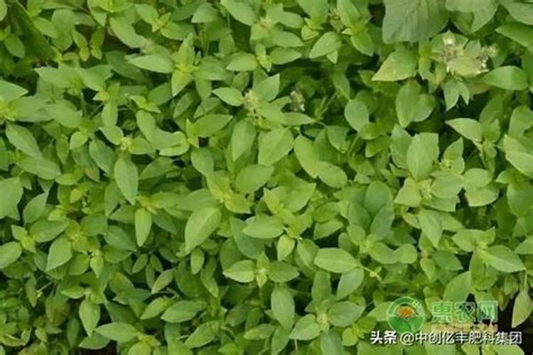黄芪怎么除草,要用什么除草剂？黄芪在什么温度下除草最安全？