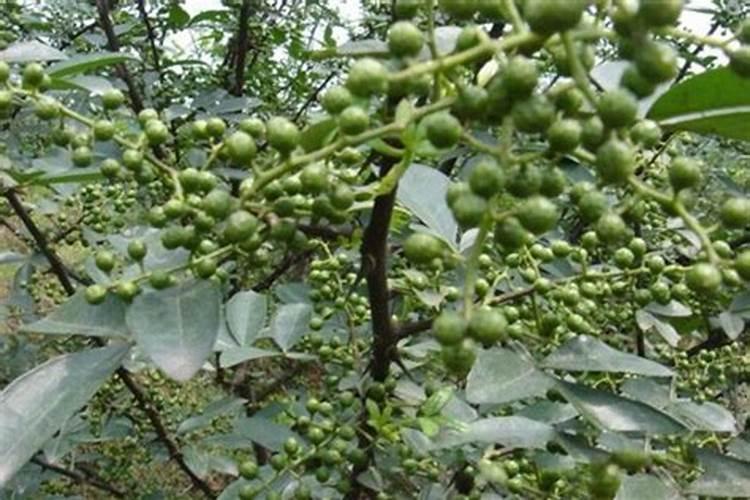 刚结果的花椒树上什么肥好