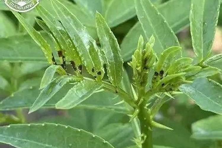 花椒施什么肥料好