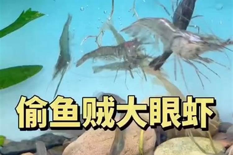 鱼旦白一生植物用几次？