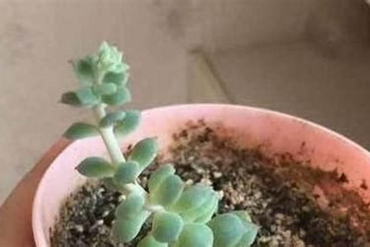 多肉植物用什么肥料好