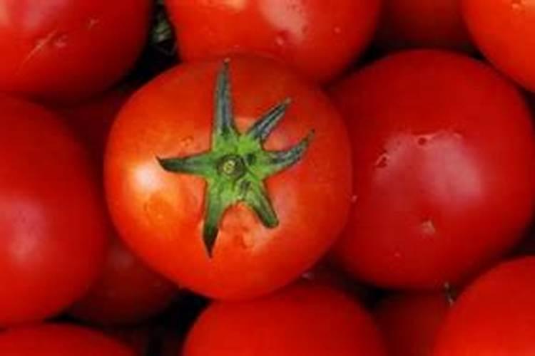 柿子树结柿子后用什么肥料膨果？