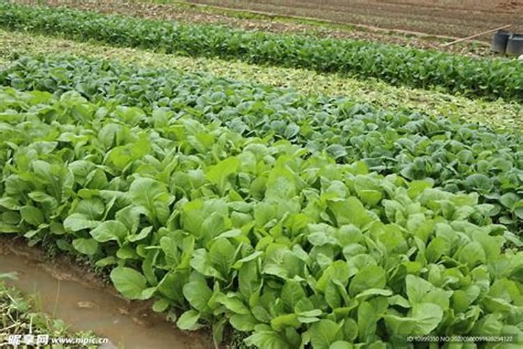 怎么给蔬菜施肥 蔬菜最佳施肥时间和方法