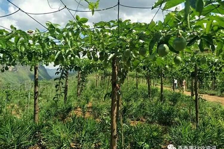 广西种植百香果用什么肥料能够果多？