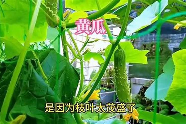 黄瓜突然不开花了,这是怎么回事？