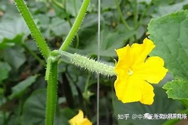 黄瓜光长叶不开花