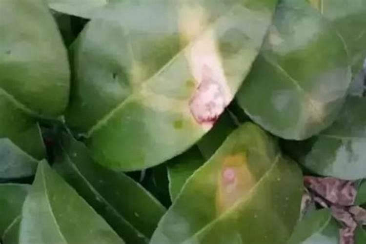 葡萄果实补钙用什么叶面钙肥？
