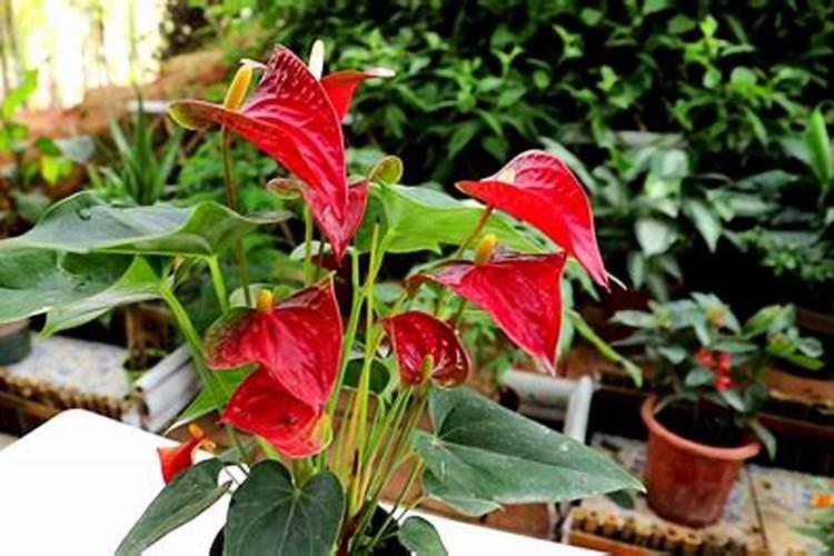 水培红掌怎样才能开花